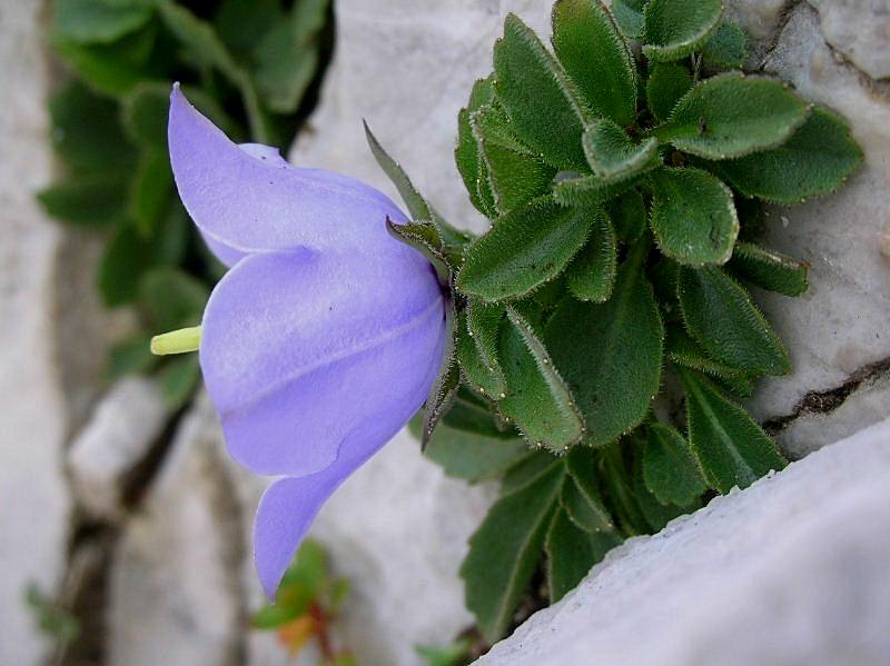 Campanula raineri / Campanula dell''arciduca